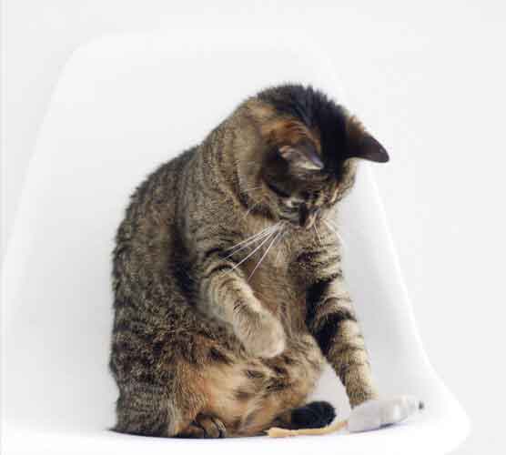 神奇的攻击网站在线工具